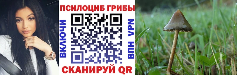 Галлюциногенные грибы Psilocybine cubensis  Купить  Киренск 